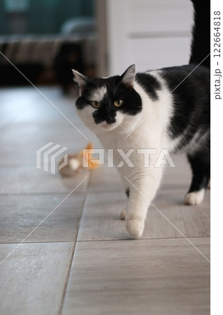 cute black and white cat at home, walking, fluffy pet, tiles on the floor, bokeh background, affectionate graceful cat, green eyes, daylight cute black and white cat at home, walking, fluffy pet, tiles on the floor, bokeh background, affectionate graceful cat, green eyes, daylight 122664818