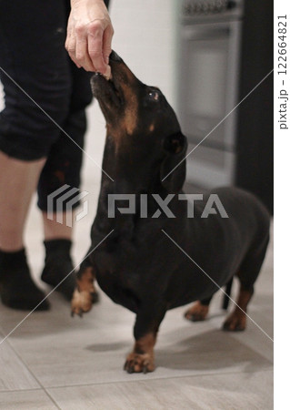 woman's hand feeds a black dachshund a piece of meat, dog on the floor, begging, animal feeding, pet, purebred dog, kitchen bokeh background, home 122664821