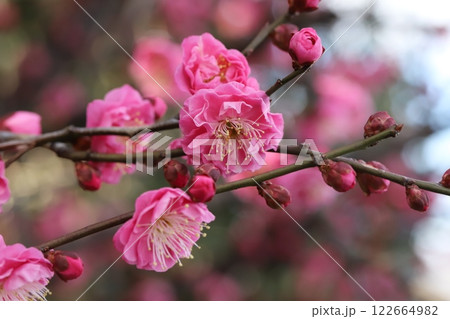 冬の公園に咲くピンク色の紅梅の花 122664982