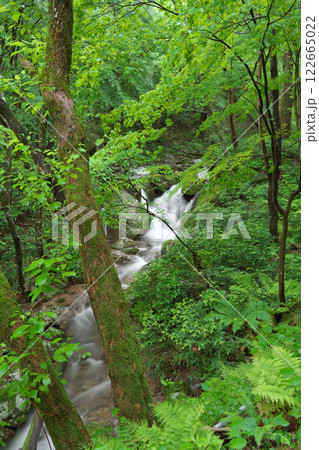 雨に濡れた新緑の森を流れる清流（大万木山付近：飯石郡飯南町） 122665022
