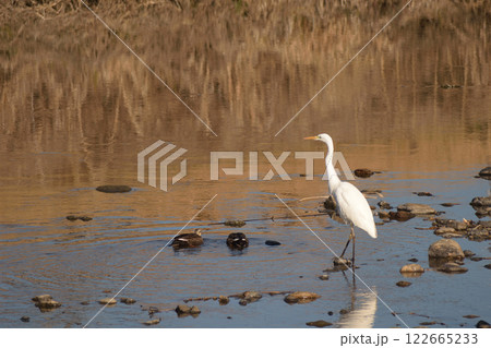 冬の川で餌を探すシラサギ 冬の川で餌を探すシラサギ 122665233