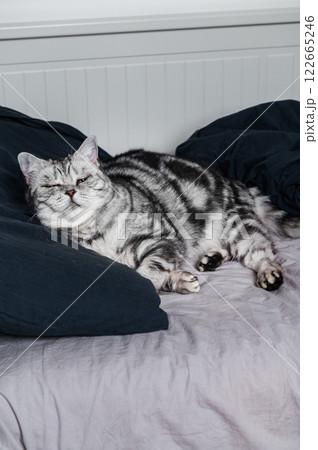 British shorthair cat sleeps in bed British shorthair cat sleeps in bed 122665246
