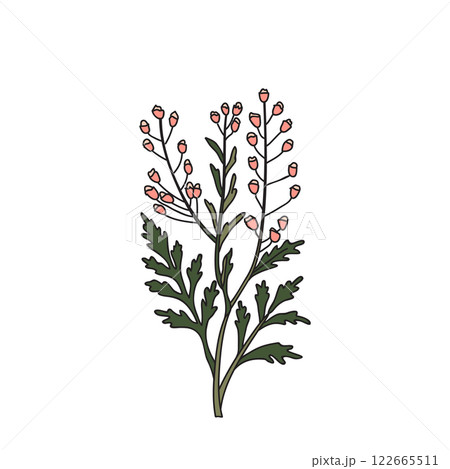 Botanical colorful wildflower isolated on white background. Hand drawn plant with stem, branches, leaves and buds flowers vector illustration. Graphic design for Birthday Wedding Invitation Greeting 122665511
