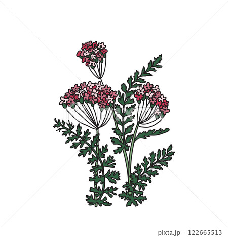 Botanical colorful bouquet of Hydrangea isolated on white background. Hand drawn plant with stem, branches, leaves and flowers vector illustration. Graphic design for Birthday Wedding Invitation Card 122665513