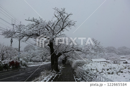 金立公園冬景色 122665584