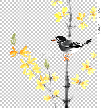 Starlings on forsythia painted in ink Starlings on forsythia painted in ink 122665756