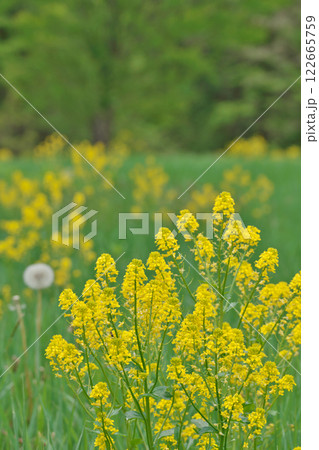 菜の花の草原とタンポポ(八幡湿原:広島県山県郡北広島町) 菜の花の草原とタンポポ(八幡湿原:広島県山県郡北広島町) 122665759