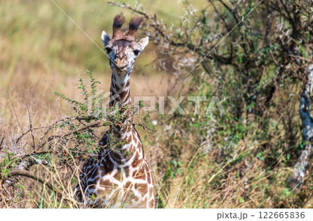 Masai Giraffe in the Serengeti Masai Giraffe in the Serengeti 122665836