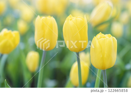 Spring blossoming yellow tulips, bokeh flower background, pastel and soft floral card. 122665858