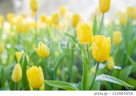 Spring blossoming yellow tulips, bokeh flower background, pastel and soft floral card. Spring blossoming yellow tulips, bokeh flower background, pastel and soft floral card. 122665859