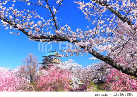【長野県】快晴の高島城と満開の桜 122665890