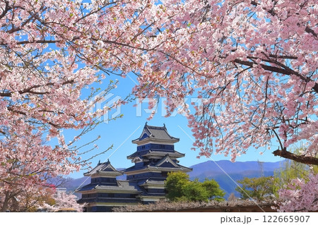 【長野県】桜満開の松本城（大天守と乾小天守） 122665907