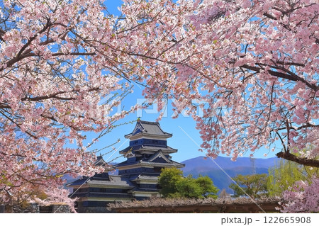 【長野県】桜満開の松本城（大天守と乾小天守） 122665908