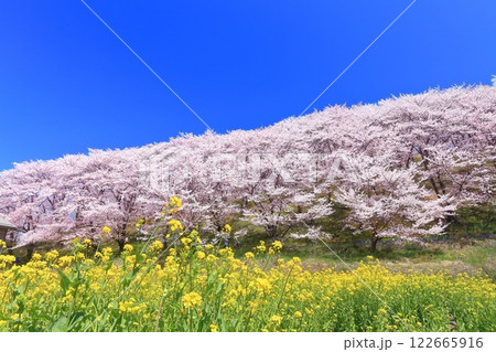 【長野県】晴天の弘法山古墳の桜と菜の花畑 【長野県】晴天の弘法山古墳の桜と菜の花畑 122665916