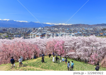 【長野県】快晴の弘法山古墳の満開の桜と北アルプス 【長野県】快晴の弘法山古墳の満開の桜と北アルプス 122665922
