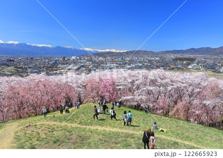 【長野県】快晴の弘法山古墳の満開の桜と北アルプス 【長野県】快晴の弘法山古墳の満開の桜と北アルプス 122665923