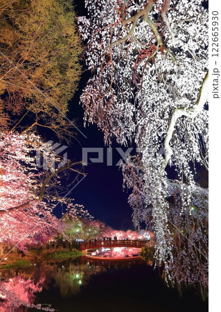 【長野県】臥竜公園の夜桜 【長野県】臥竜公園の夜桜 122665930