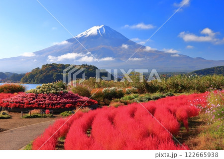 【山梨県】晴天の富士山と大石公園の紅葉コキア 【山梨県】晴天の富士山と大石公園の紅葉コキア 122665938