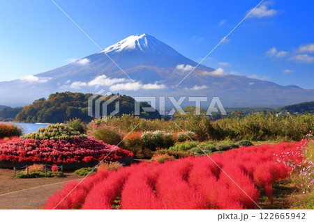 【山梨県】晴天の富士山と大石公園の紅葉コキア 122665942