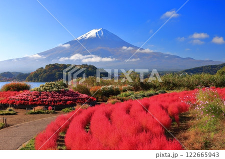 【山梨県】晴天の富士山と大石公園の紅葉コキア 122665943