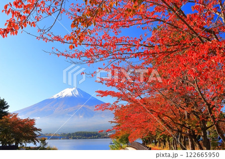 【山梨県】快晴の富士山と河口湖の紅葉 122665950