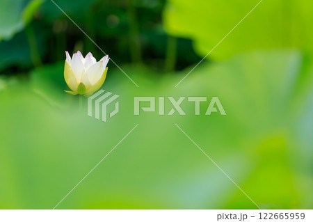 蓮の花 蓮の花 122665959