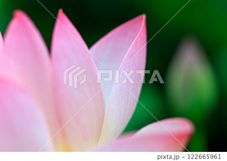 蓮の花 蓮の花 122665961