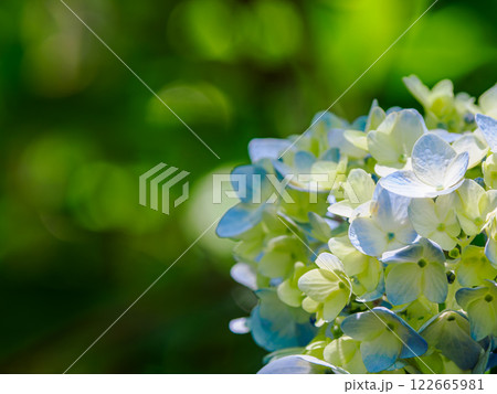 紫陽花 122665981