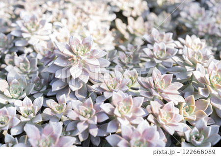 Succulent plants (succulent cactus) at the garden. Succulent plants (succulent cactus) at the garden. 122666089