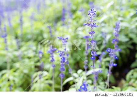 Fresh Blue salvia flower in the garden. 122666102
