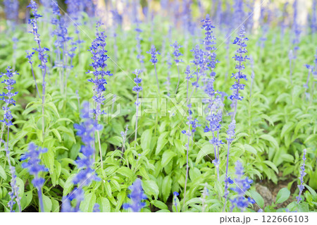 Fresh Blue salvia flower in the garden. Fresh Blue salvia flower in the garden. 122666103