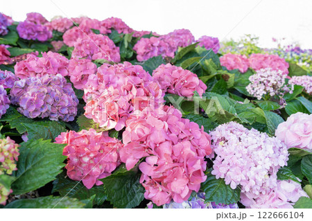 pretty pink hortensia flowers - congratulation card background pretty pink hortensia flowers - congratulation card background 122666104