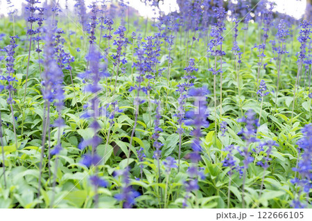 Fresh Blue salvia flower in the garden. 122666105
