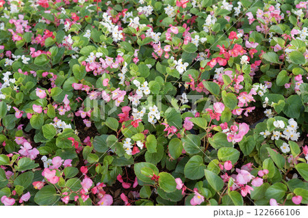 Begonia flower (Begonia semperflorens) blooming. 122666106