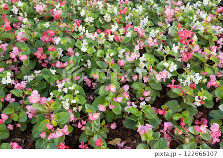 Begonia flower (Begonia semperflorens) blooming. Begonia flower (Begonia semperflorens) blooming. 122666107