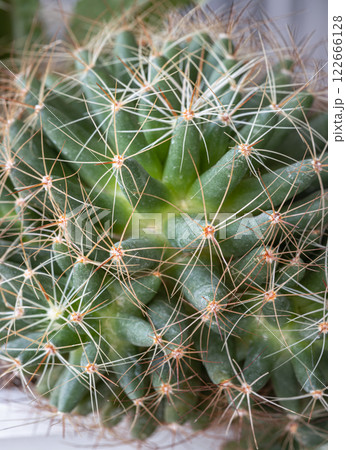 Close-up view of Mammillaria longimamma in details with sharp white prickles. 122666128
