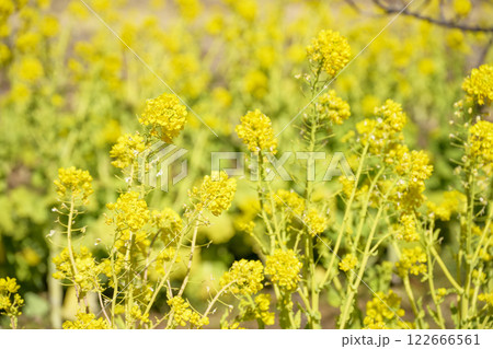 菜の花 なのはな 春 花 イメージ 菜の花 なのはな 春 花 イメージ 122666561