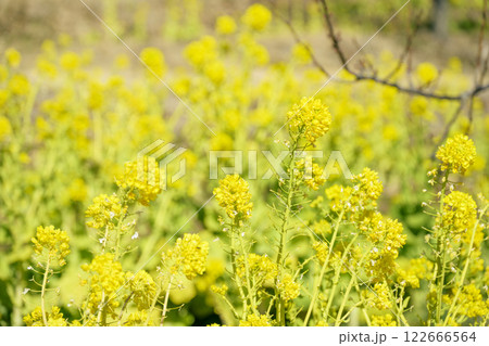 菜の花 なのはな 春 花 イメージ 菜の花 なのはな 春 花 イメージ 122666564