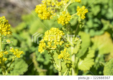 菜の花 なのはな 春 花 イメージ 菜の花 なのはな 春 花 イメージ 122666567