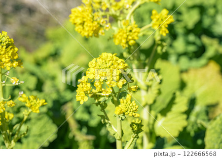 菜の花 なのはな 春 花 イメージ 菜の花 なのはな 春 花 イメージ 122666568