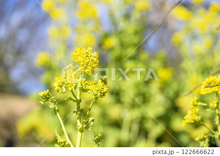 菜の花 なのはな 春 花 イメージ 菜の花 なのはな 春 花 イメージ 122666622