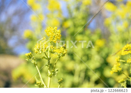 菜の花 なのはな 春 花 イメージ 菜の花 なのはな 春 花 イメージ 122666623