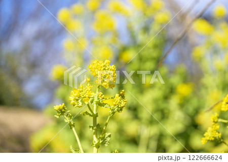 菜の花 なのはな 春 花 イメージ 122666624