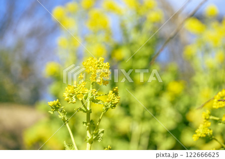 菜の花 なのはな 春 花 イメージ 菜の花 なのはな 春 花 イメージ 122666625