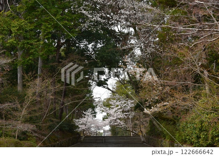 桜が咲く光明寺の表参道 122666642