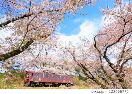わたらせ渓谷鐵道「桜満開の中を走る列車を見上げて」 122666773
