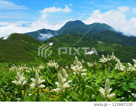 火打山のコバイケイソウと妙高山の遠望 122667120