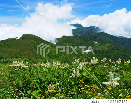 火打山のコバイケイソウと妙高山の遠望 火打山のコバイケイソウと妙高山の遠望 122667121
