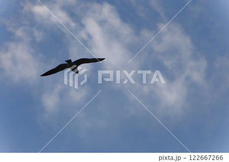 青空を飛ぶウミネコのシルエット 122667266