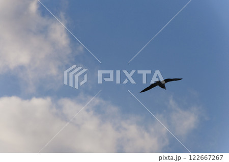 青空を飛ぶウミネコのシルエット 122667267